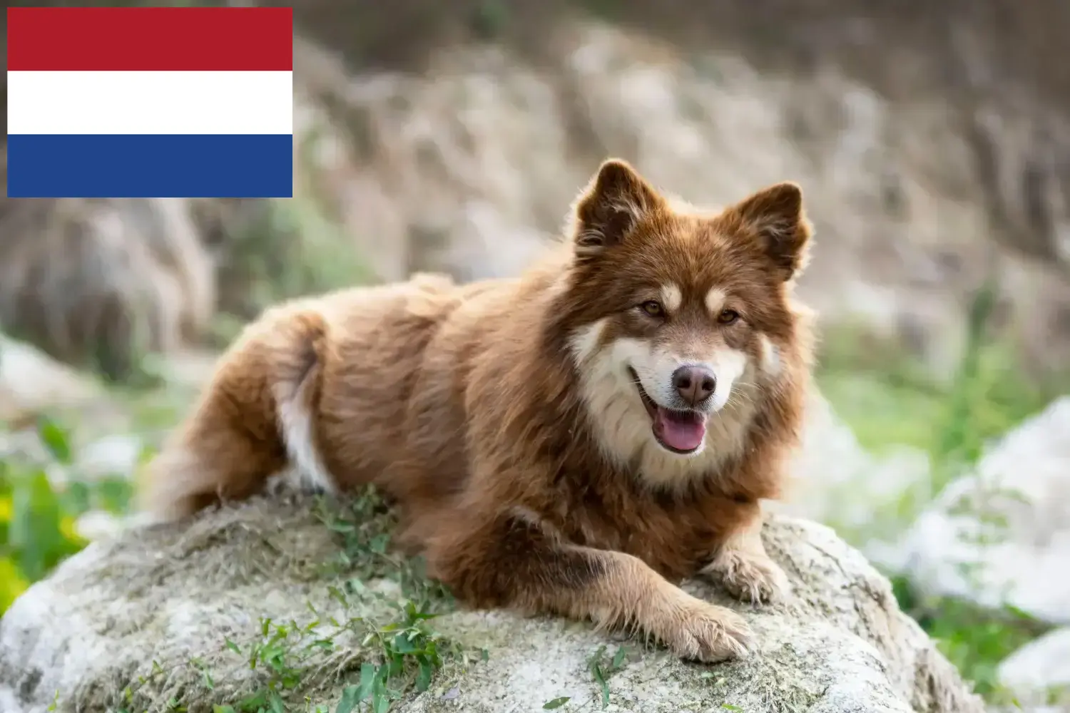 Finn Lapphund kiskutyák és tenyésztők Hollandia Keresse meg a hollandiai finn lapphund tenyésztőket itt.