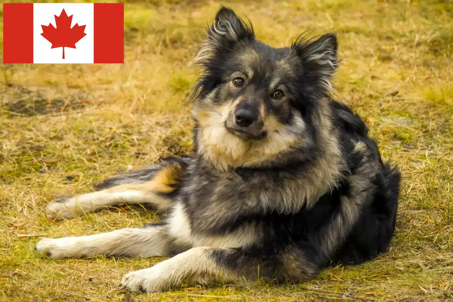 Finn Lapphund kiskutyák és tenyésztők Kanada Keresse meg a kanadai finn lapphund tenyésztőket itt.