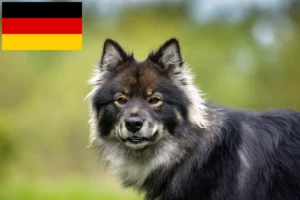 Read more about the article Finn Lapphund tenyésztők és kiskutyák Németországban
