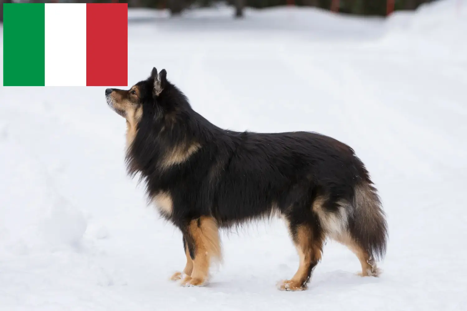 Finn Lapphund kiskutyák és tenyésztők Olaszország Olaszországi finn lapphund tenyésztőket itt találsz.