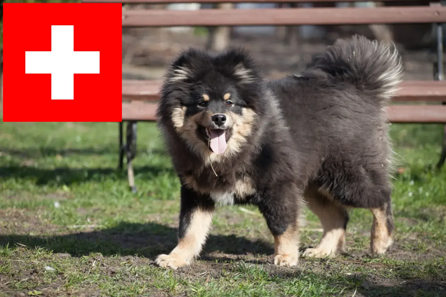 Finn Lapphund kiskutyák és tenyésztők Svájc Itt találja meg a finn lapphund tenyésztőket Svájcban.