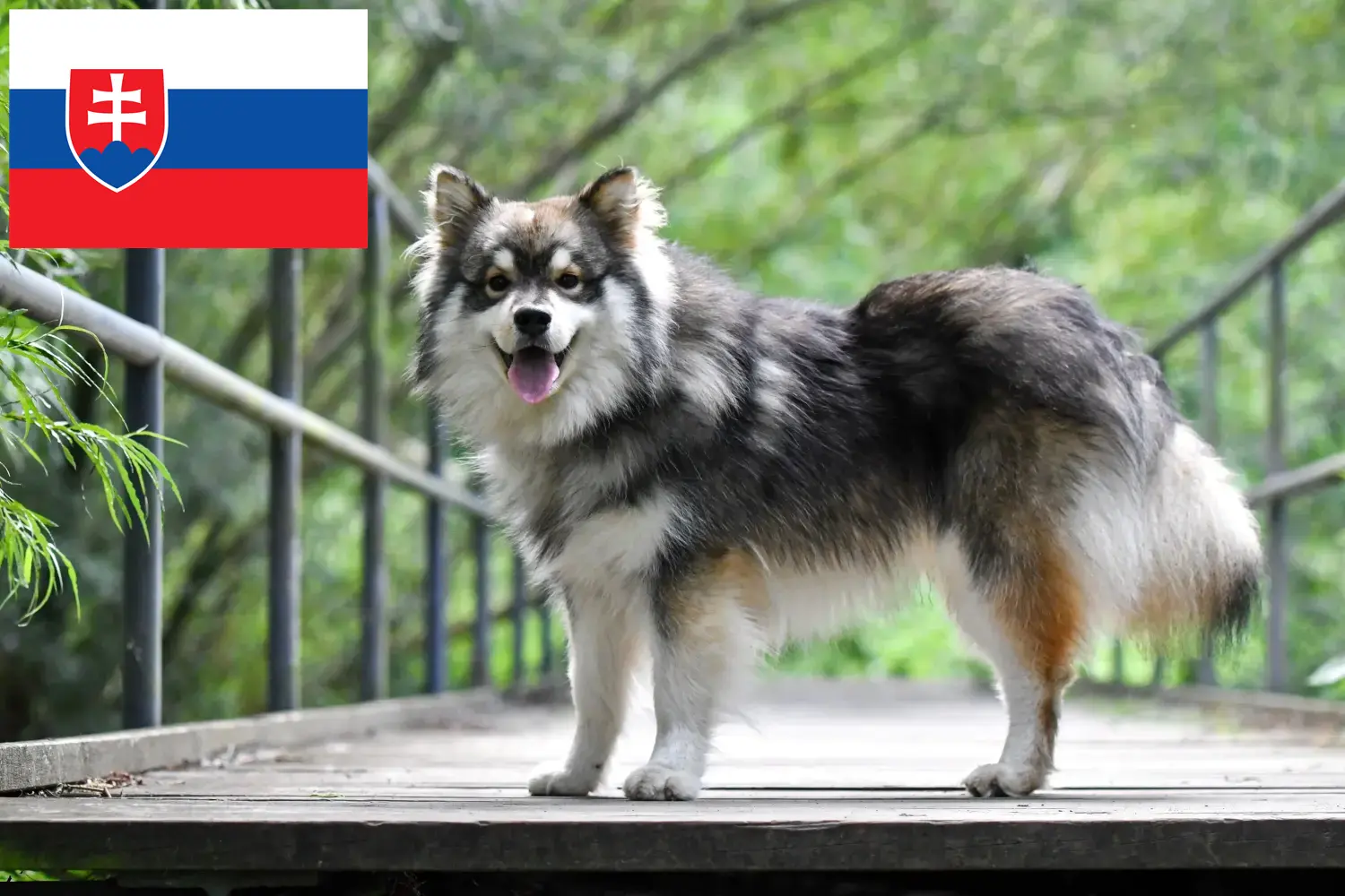 Finn Lapphund kiskutyák és tenyésztők Szlovákia Szlovákiai finn lapphund tenyésztőket itt találsz.