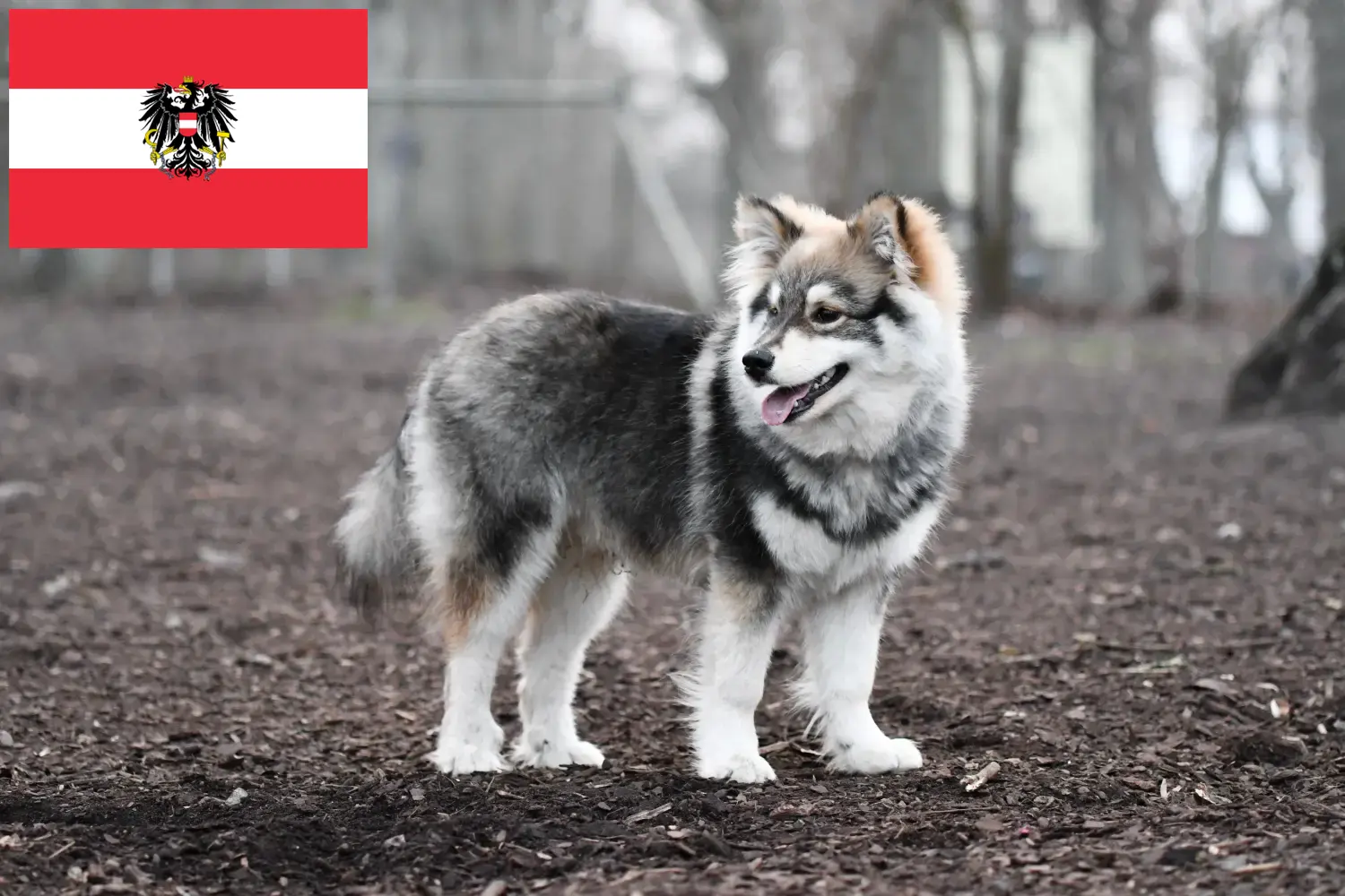 Finn Lapphund kiskutyák és tenyésztők Ausztria Ausztriában található finn lapphund tenyésztőket itt találja.