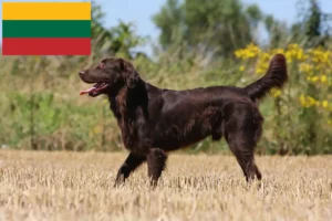 Read more about the article Flat Coated Retriever tenyésztők és kölykök Litvániában