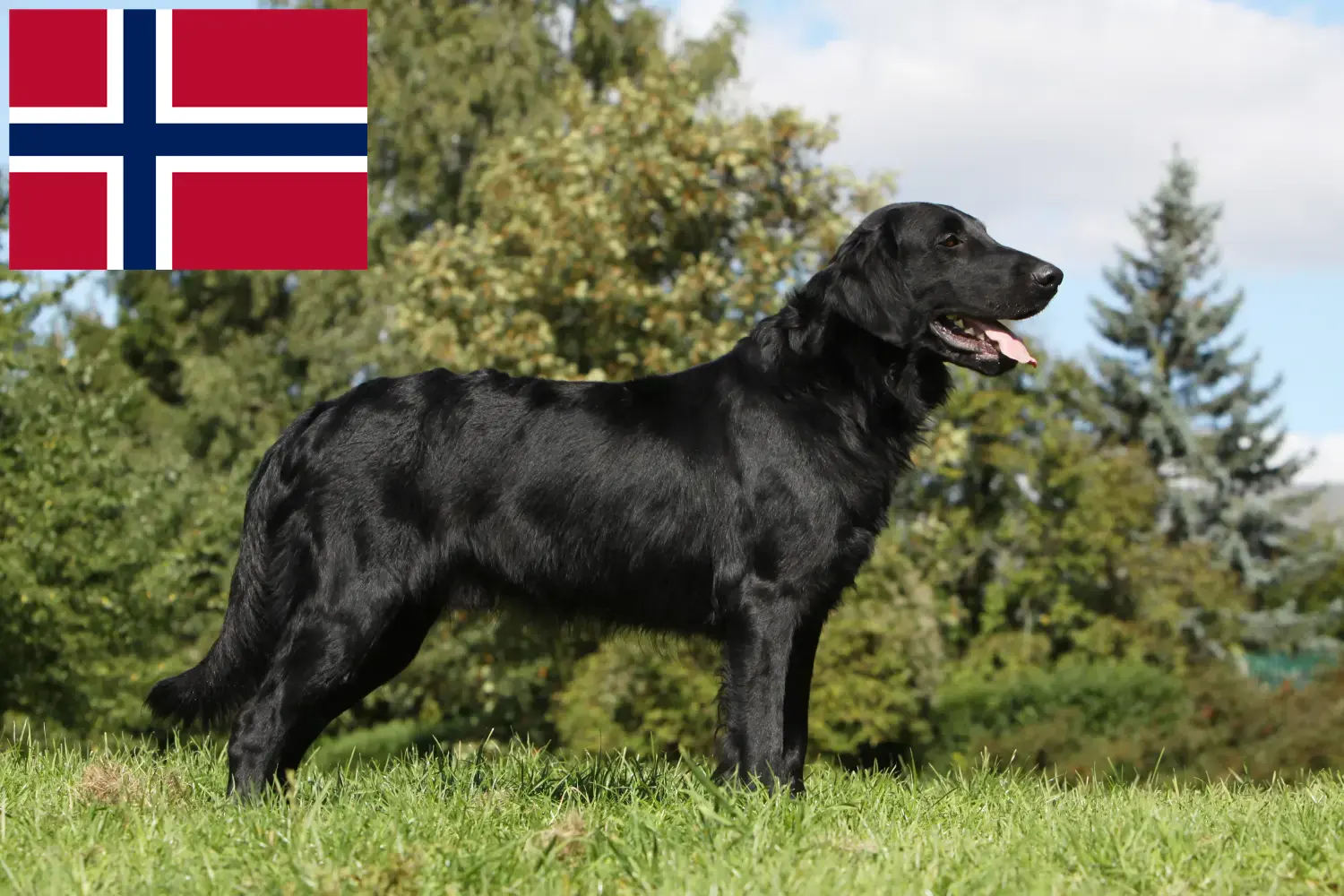 Flat Coated Retriever kiskutyák és tenyésztők Norvégia Itt találhat Flat Coated Retriever tenyésztőket Norvégiában.