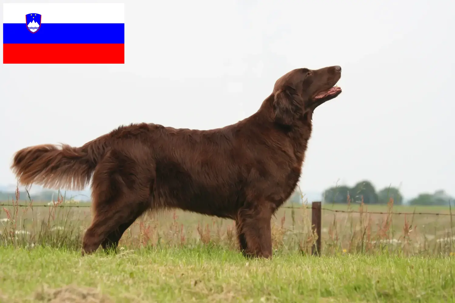 Flat Coated Retriever kiskutyák és tenyésztők Szlovénia Keress Flat Coated Retriever tenyésztőket Szlovéniában.