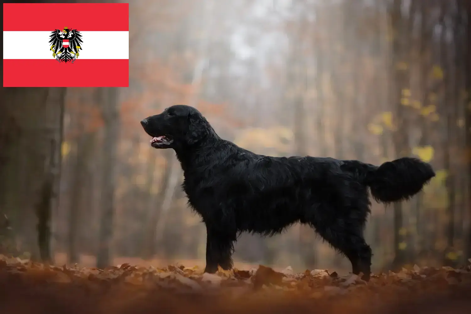 Flat Coated Retriever kiskutyák és tenyésztők Ausztria Itt találhat Flat Coated Retriever tenyésztőket Ausztriában.