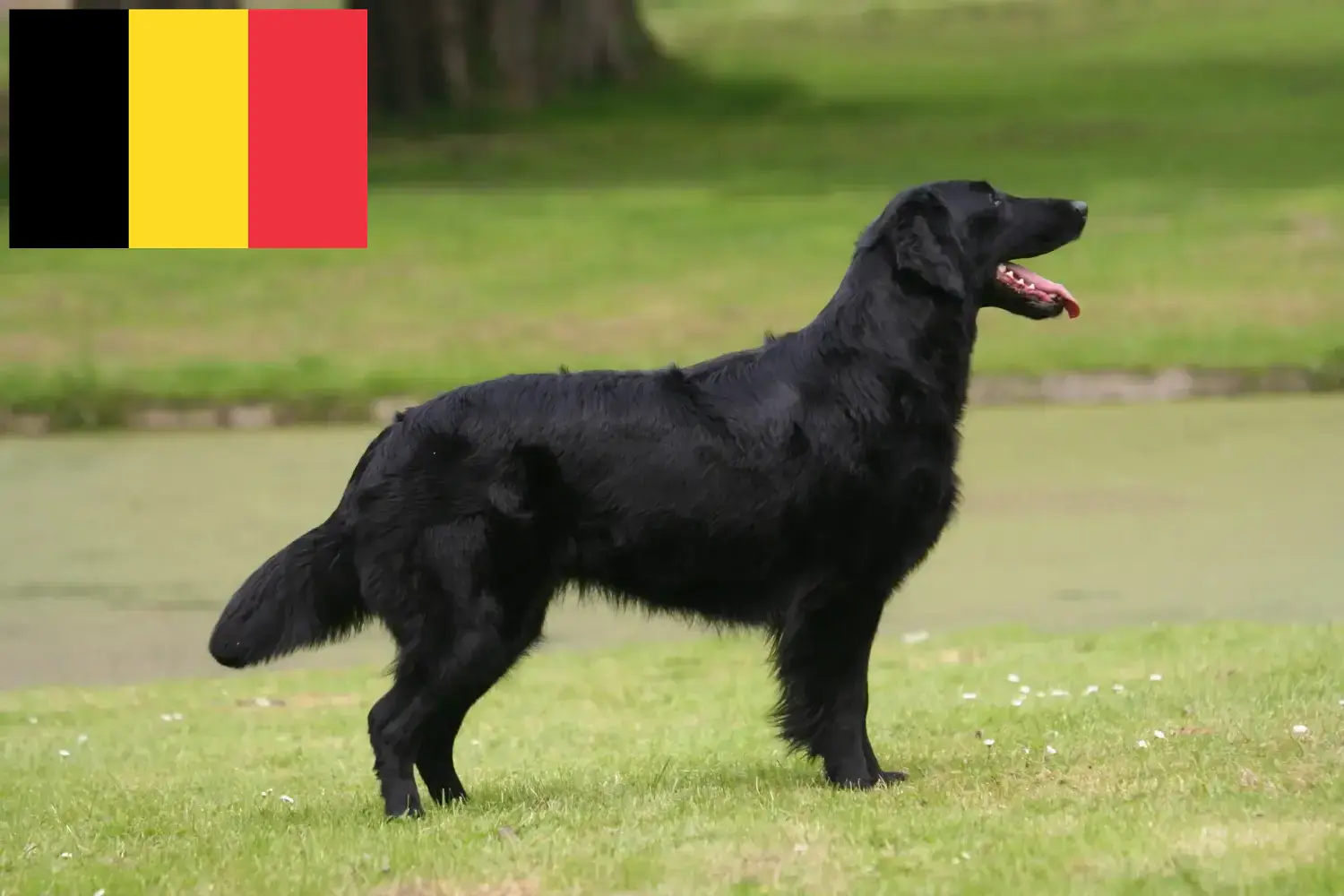 Flat Coated Retriever kiskutyák és tenyésztők Belgium Keress Flat Coated Retriever tenyésztőket Belgium területén.