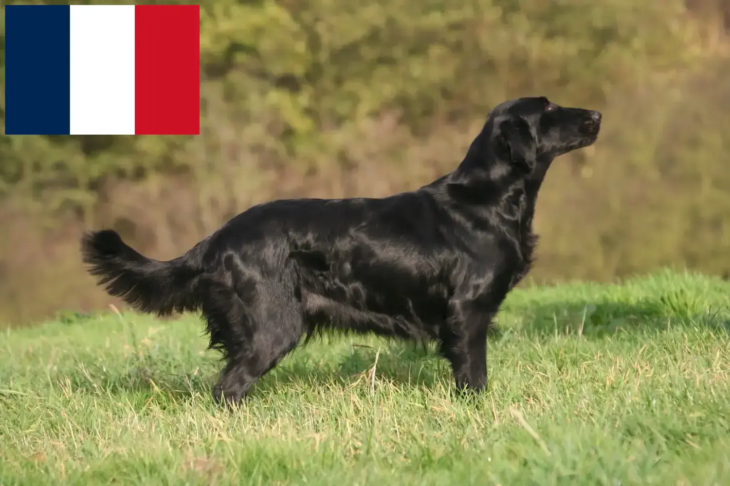 Flat Coated Retriever kiskutyák és tenyésztők Franciaország Itt talál Flat Coated Retriever tenyésztőket Franciaországban.