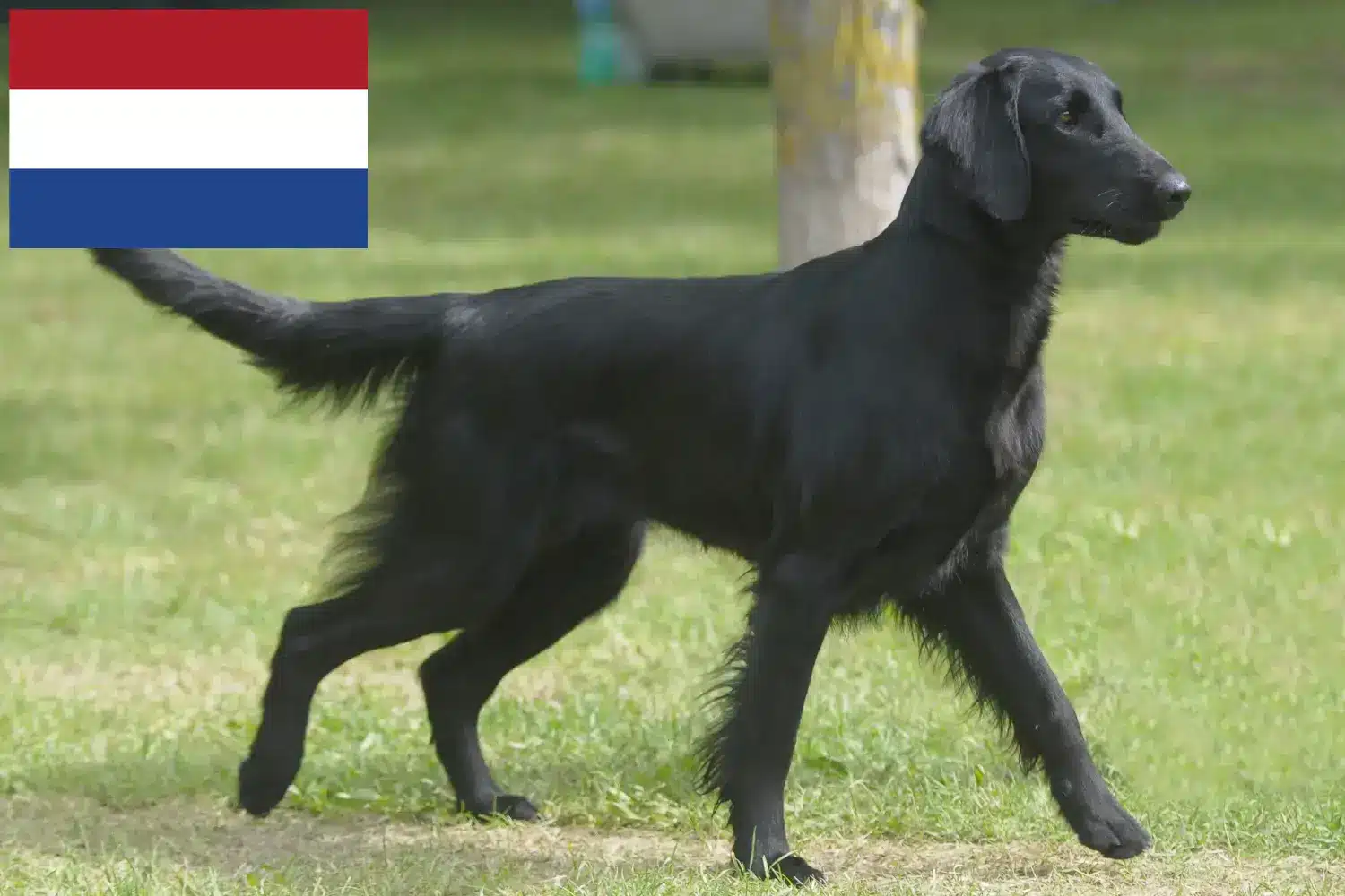 Flat Coated Retriever kiskutyák és tenyésztők Hollandia Itt talál Flat Coated Retriever tenyésztőket Hollandia területén.