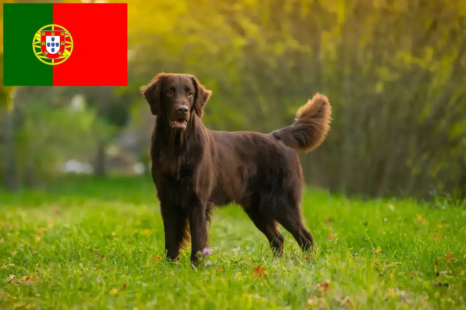 Flat Coated Retriever kiskutyák és tenyésztők Portugália Keress Flat Coated Retriever tenyésztőket Portugália területén.