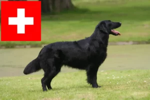 Read more about the article Flat Coated Retriever tenyésztők és kölykök Svájcban