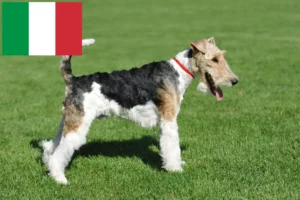 Read more about the article Foxterrier tenyésztők és kölykök Olaszországban