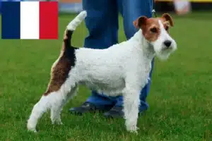 Read more about the article Foxterrier tenyésztők és kölykök Franciaországban