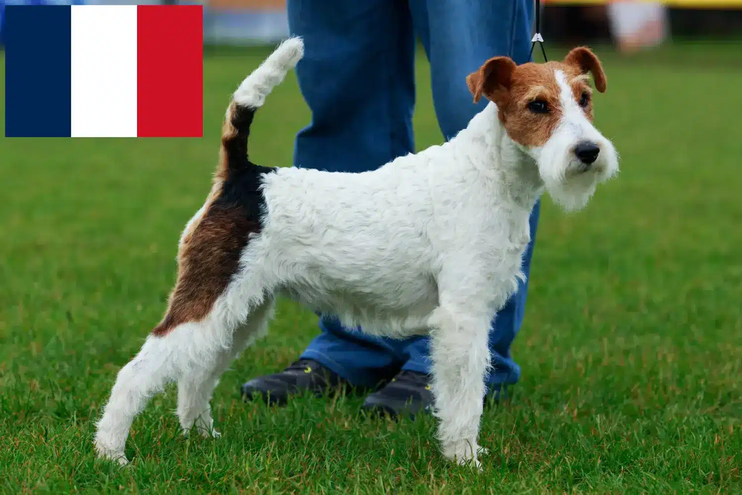 Foxterrier kiskutyák és tenyésztők Franciaország Foxterrier tenyésztőket Franciaországban itt talál.