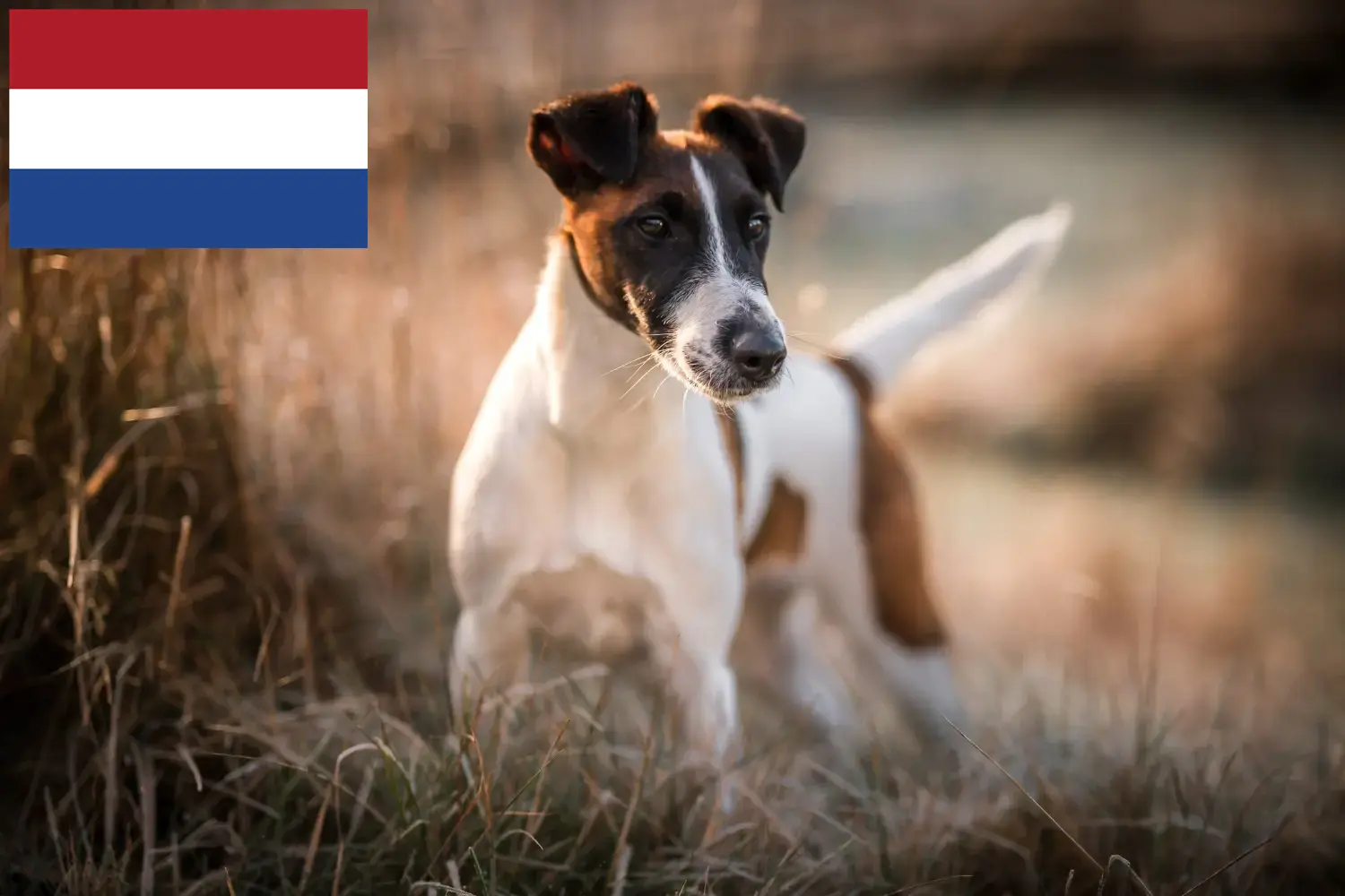 Foxterrier kiskutyák és tenyésztők Hollandia Keressen Foxterrier tenyésztőket Hollandia területén.