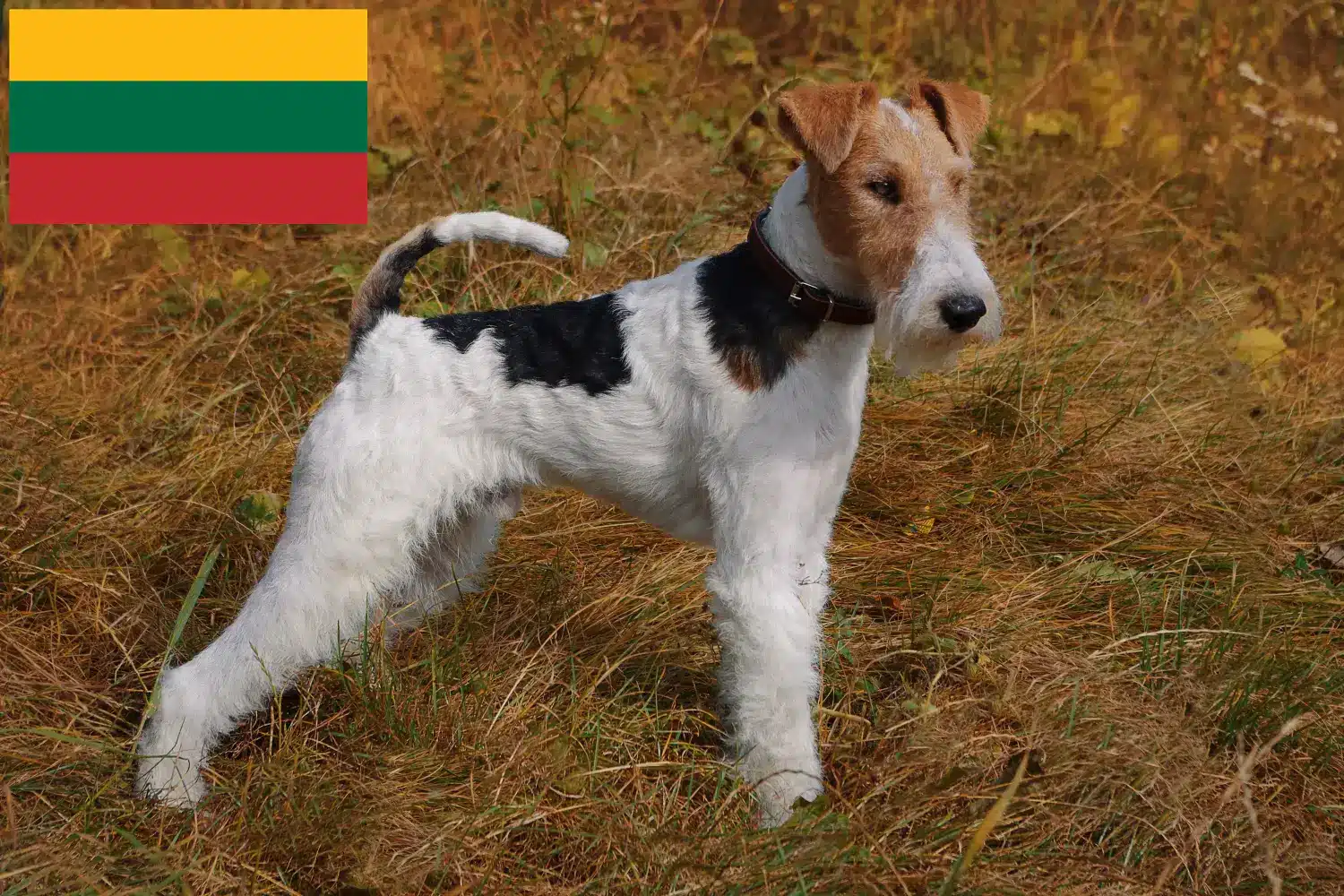 Foxterrier kölykök és tenyésztő Litvánia Itt találhatsz Foxterrier tenyésztőket Litvániában.