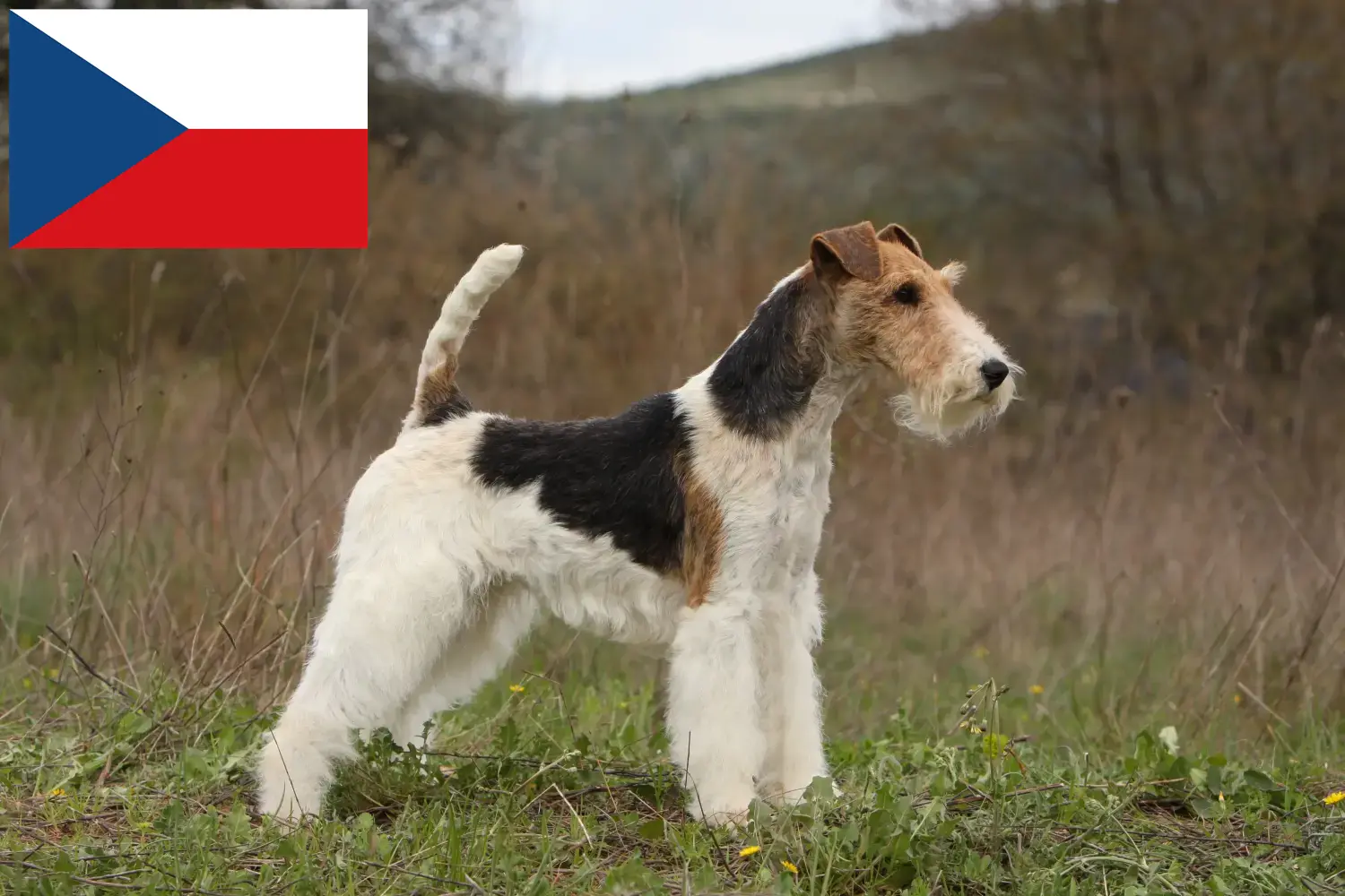 Read more about the article Foxterrier tenyésztők és kölykök Csehországban