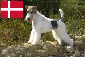Read more about the article Foxterrier tenyésztők és kölykök Dániában
