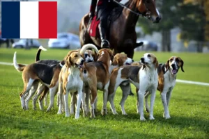 Read more about the article Francia kopó tenyésztők és kiskutyák Franciaországban