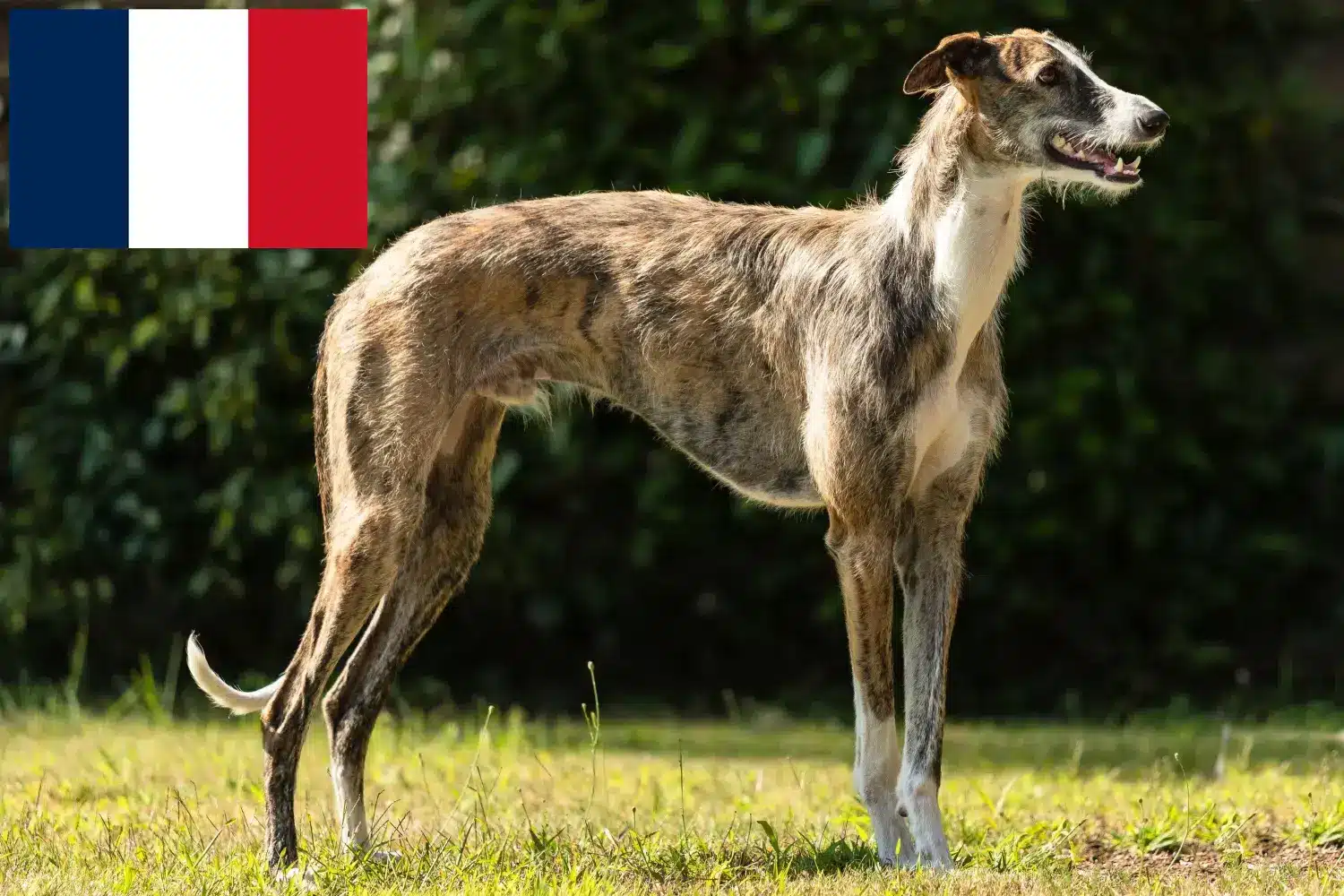 Galgo Espanol kiskutyák és tenyésztők Franciaország Itt megtalálja a franciaországi Galgo Espanols tenyésztőket.