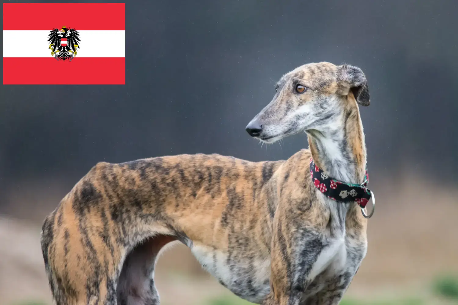 Galgo Espanol kiskutyák és tenyésztők Ausztria Itt találhat Galgo Espanols tenyésztőket Ausztriában.