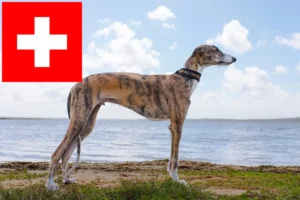 Read more about the article Galgo Espanol tenyésztők és kölykök Svájcban