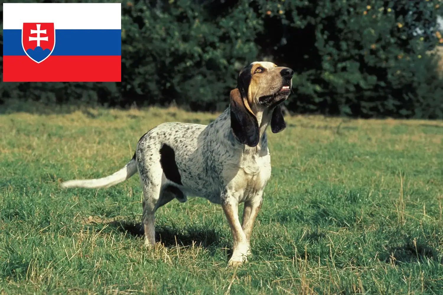 Gascon Saintongeois kiskutyák és tenyésztők Szlovákia Itt találhat Gascon Saintongeois tenyésztőket Szlovákiában.