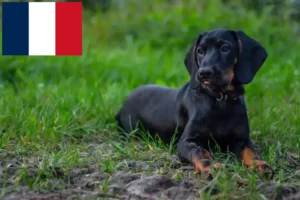 Read more about the article Gończy Polski tenyésztők és kiskutyák Franciaországban