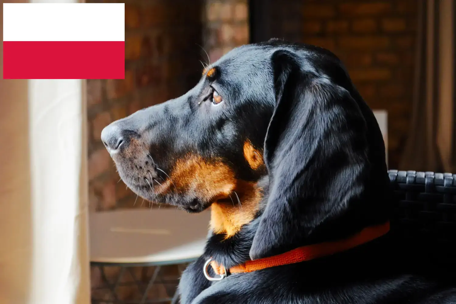 Gończy Polski kiskutyák és tenyésztők Lengyelország Itt találhat Gończy Polskis tenyésztőket Lengyelországban.