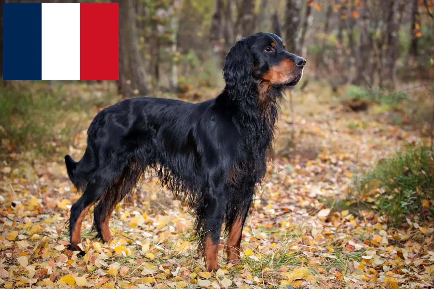 Gordon szetter kölykök és tenyésztők Franciaország Itt találhat Gordon Setter tenyésztőket Franciaországban.
