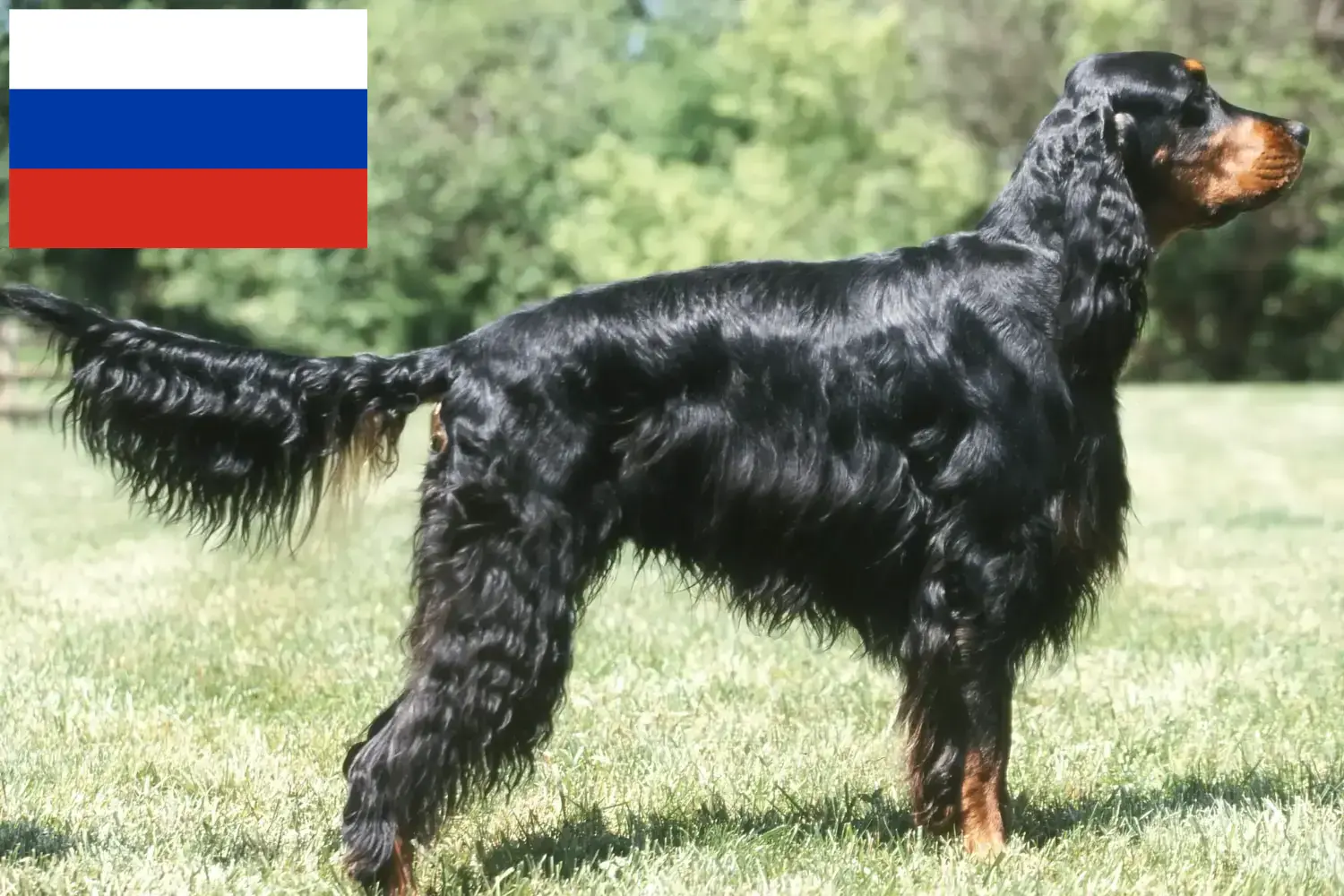 Gordon szetter kölykök és tenyésztők Oroszország Itt talál Gordon Setter tenyésztőket Oroszországban.