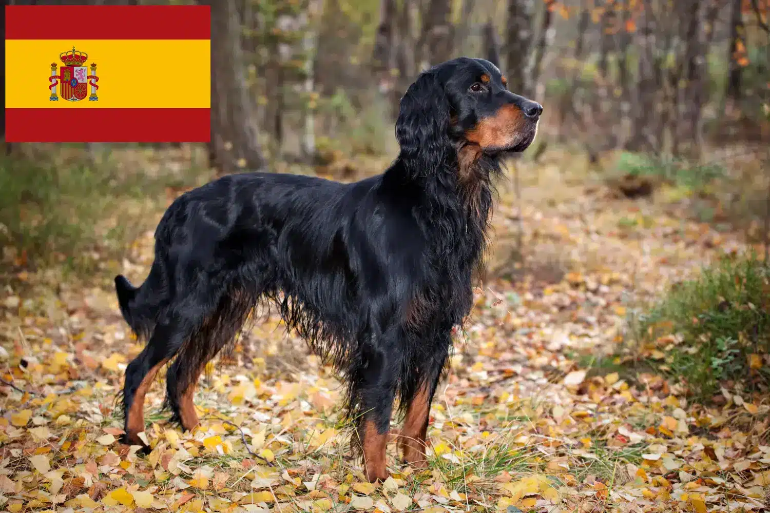 Gordon Setter kölykök és tenyésztők Spanyolország Itt talál Gordon Setter tenyésztőket Spanyolországban.