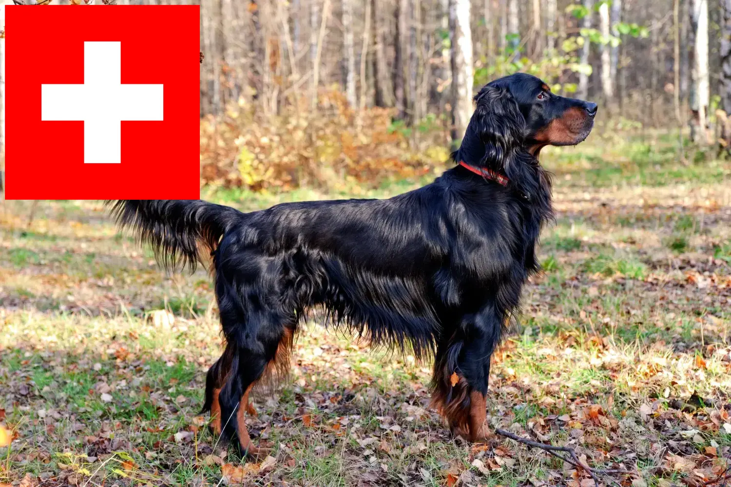 Gordon szetter kölykök és tenyésztők Svájcban Itt talál Gordon Setter tenyésztőket Svájcban.