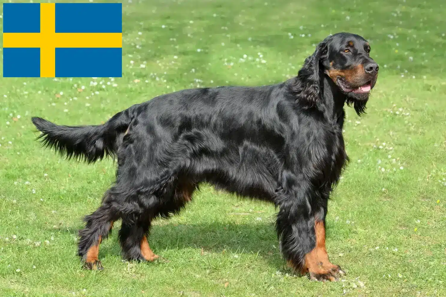 Gordon szetter kölykök és tenyésztők Svédországban Itt talál Gordon Setter tenyésztőket Svédországban.