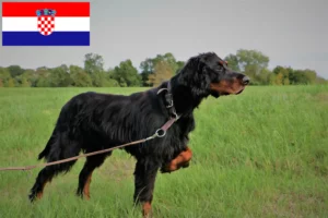 Read more about the article Gordon szetter tenyésztők és kölykök Horvátországban