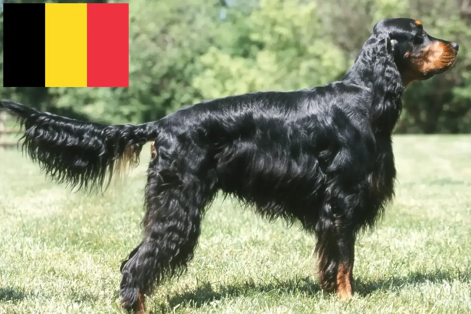 Gordon szetter kölykök és tenyésztők Belgium Itt talál Gordon Setter tenyésztőket Belgiumban.