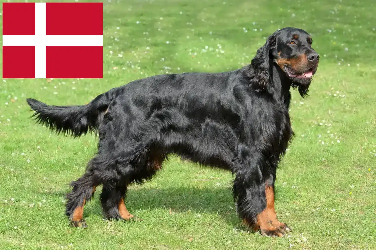 Read more about the article Gordon szetter tenyésztők és kölykök Dániában