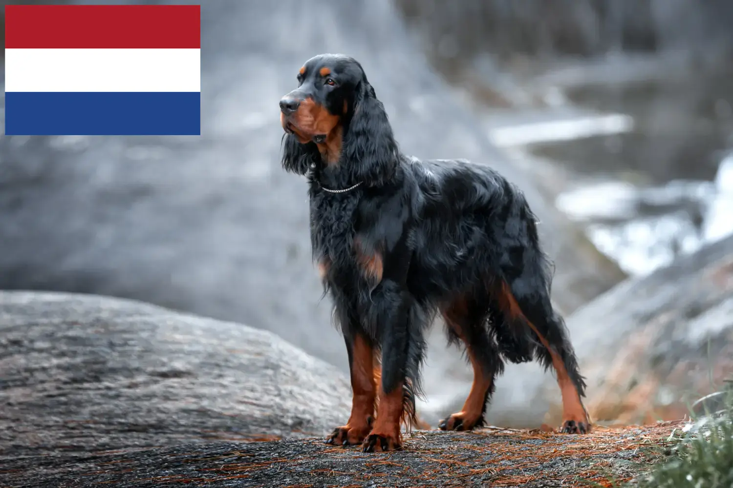 Gordon szetter kölykök és tenyésztők Hollandia Itt talál Gordon Setter tenyésztőket Hollandiában.