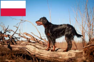 Read more about the article Gordon szetter tenyésztők és kölykök Lengyelországban
