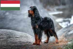 Read more about the article Gordon szetter tenyésztők és kölykök Magyarországon