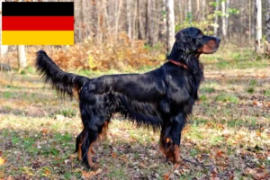 Read more about the article Gordon szetter tenyésztők és kölykök Németországban