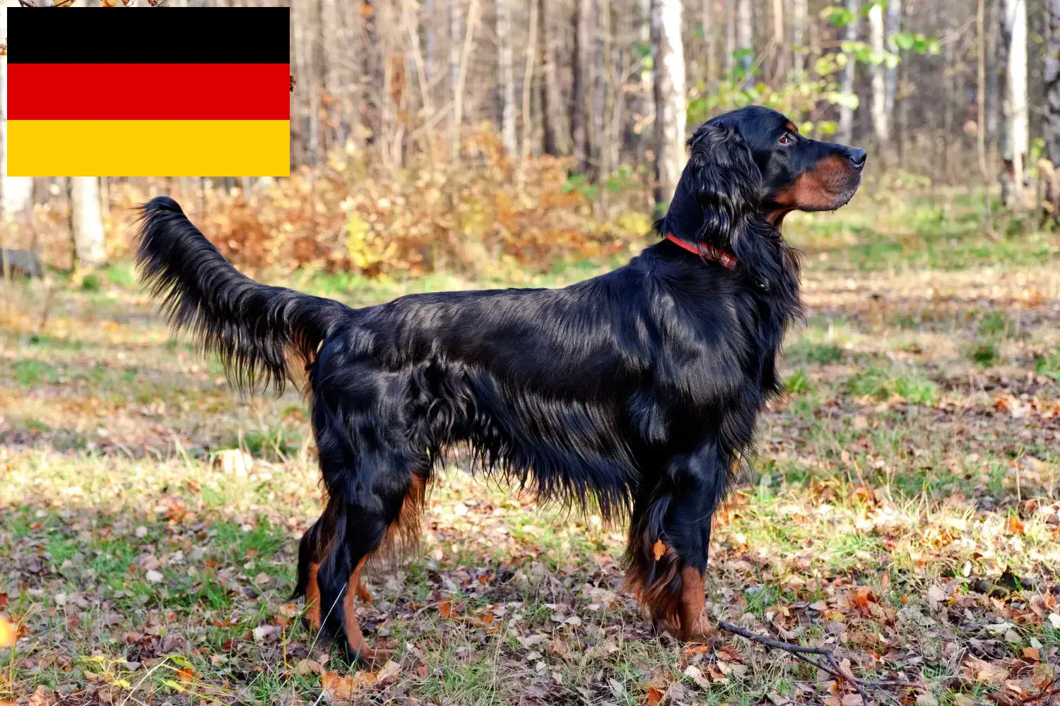 Gordon szetter kölykök és tenyésztők Németország Itt talál Gordon Setter tenyésztőket Németországban.