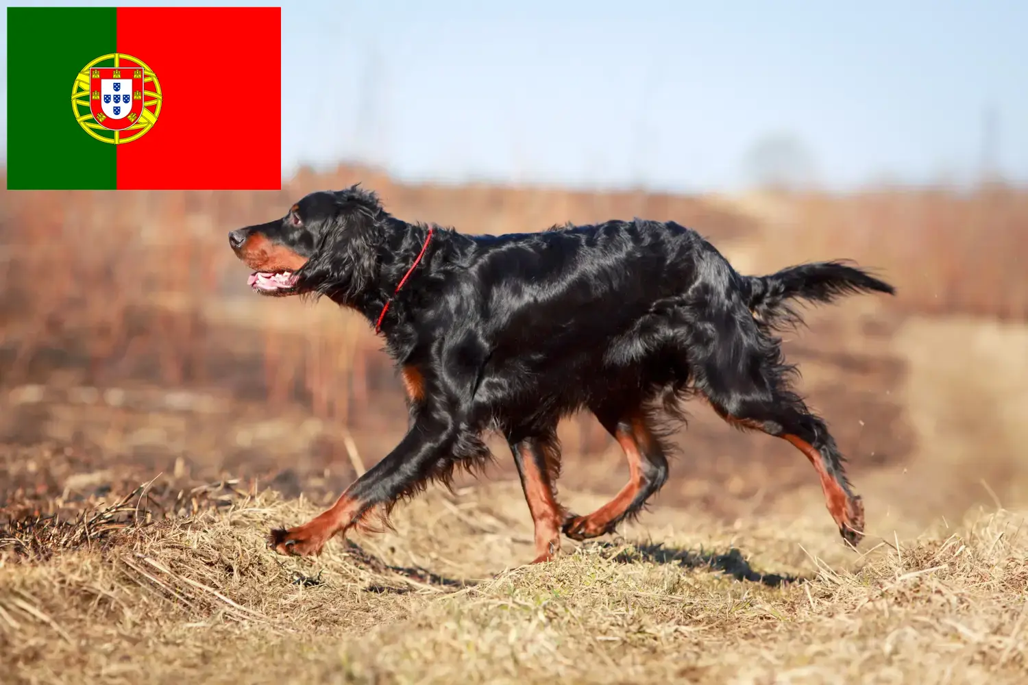 Gordon szetter kölykök és tenyésztők Portugália Itt talál Gordon Setter tenyésztőket Portugáliában.