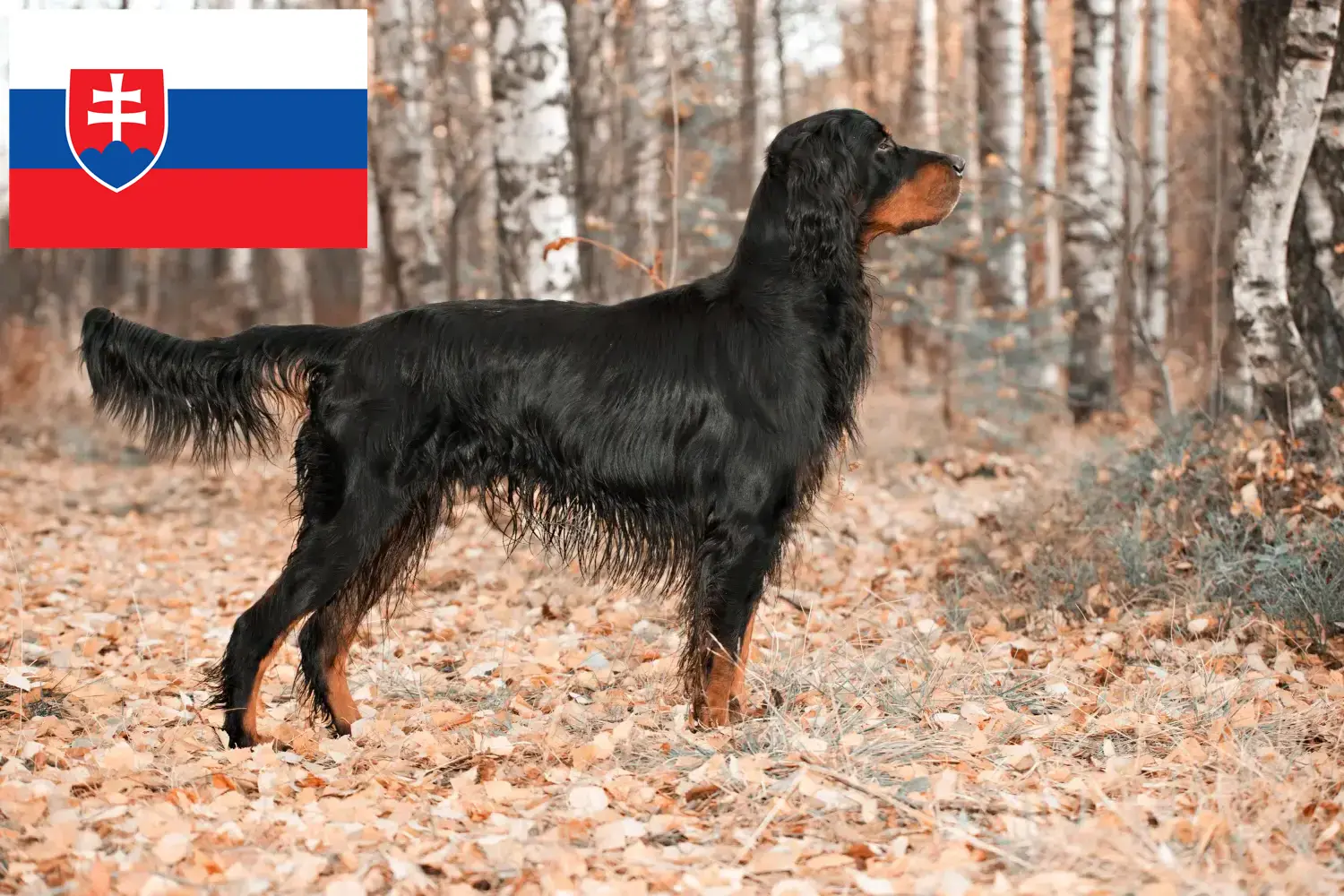 Gordon szetter kölykök és tenyésztők Szlovákia Itt találhat Gordon Setter tenyésztőket Szlovákiában.