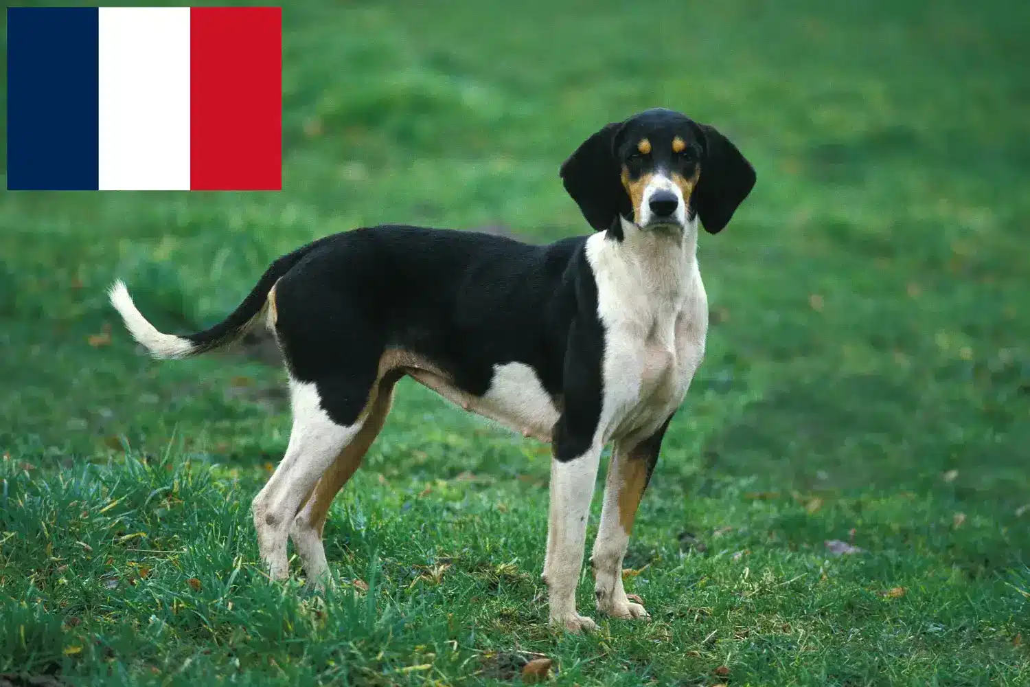 Grand Anglo-Français kiskutyák és tenyésztők Franciaország Itt megtalálja a franciaországi Grand Anglo-Français tenyésztőket.
