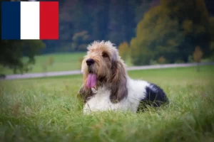 Read more about the article Grand Basset Griffon Vendéen tenyésztők és kölykök Franciaországban