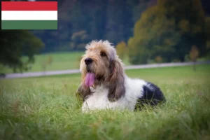 Read more about the article Grand Basset Griffon Vendéen tenyésztők és kölykök Magyarországon