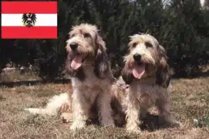 Read more about the article Grand Basset Griffon Vendéen tenyésztők és kölykök Ausztriában