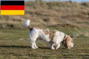 Read more about the article Grand Basset Griffon Vendéen tenyésztők és kölykök Németországban